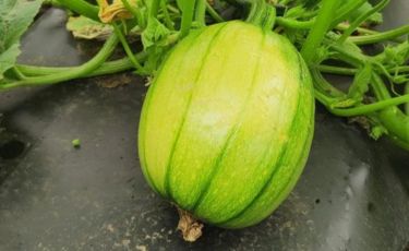 Modern Pumpkin Cultivation with Biodegradable Mulch Film