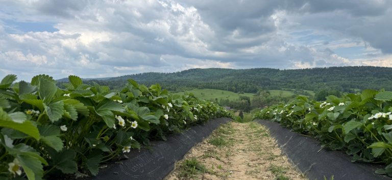 Strawberry Protection in the Bieszczady Mountains with AGRIMPEX Crop Covers